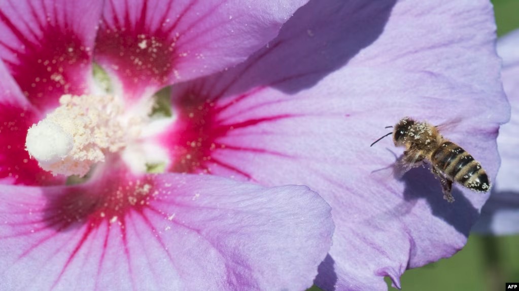 In Colombia, Illegally Felled Timber Repurposed to Help Bees