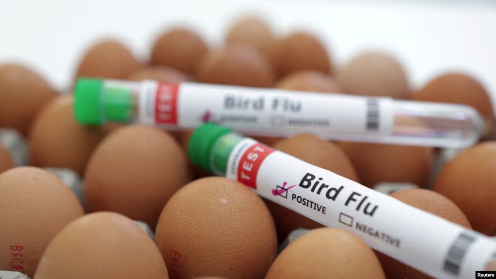 Egg producing plant shut down after discovery of H5N1 bird flu
