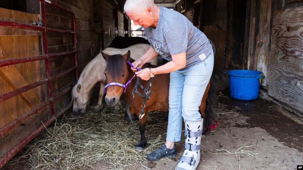 Mini farm animals become trendy in US